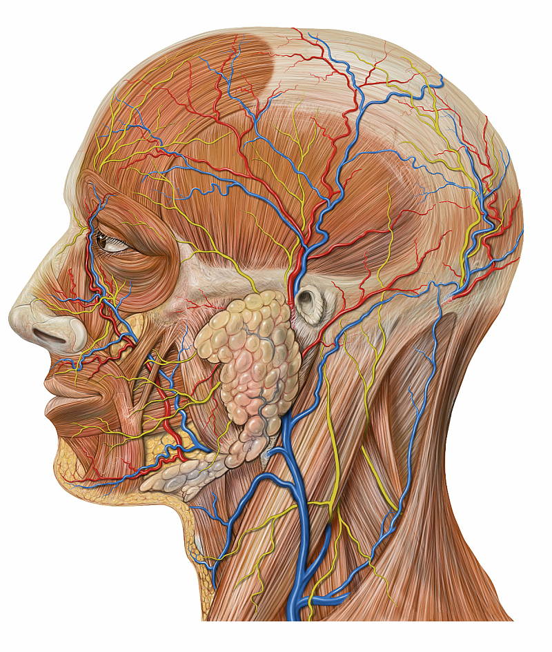 Vascular Anatomy of the Neck — ENT Clinic Sydney